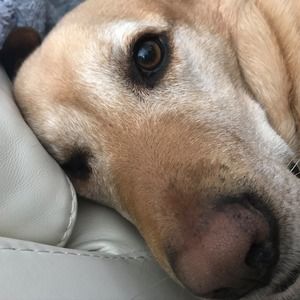 Meet your Posher, Blake